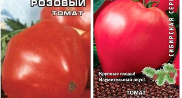 Charakteristika a popis odrůdy rajčete růžové abakan, její výnos