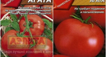 Charakteristika a popis odrůdy agátových rajčat, její výnos