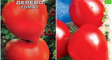 Charakteristika a popis kultivaru rajčat agrofirmy jahodník sibiřská zahrada