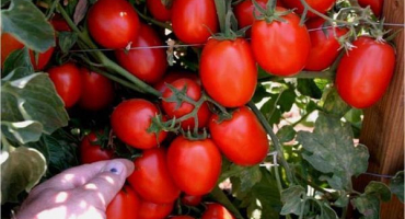 Charakteristika a popis odrůdy rajčat amulet, její výnos
