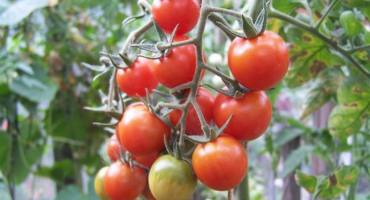 Charakteristika a popis odrůdy rajčat anastasia, její výnos