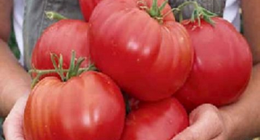 Charakteristika a popis odrůdy rajčat andreevsky překvapení
