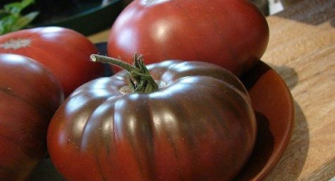 Charakteristika a popis odrůdy melounových rajčat, její výnos