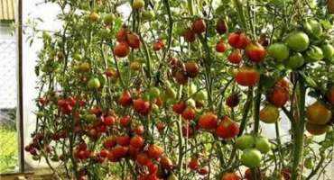 Charakteristika a popis odrůdy rajčat f1, její výnos