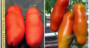 Charakteristika a popis odrůdy rajčat auria (mužská důstojnost), její výnos