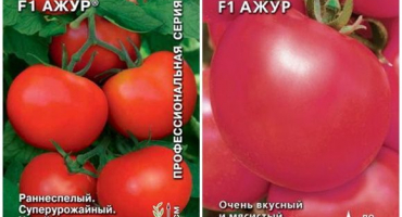 Charakteristika a popis odrůdy rajčat azhur f1, její výnos