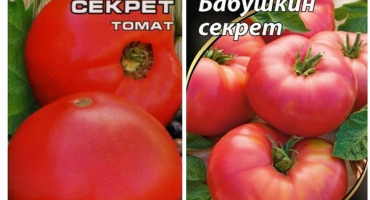 Charakteristika a popis babiččina tajemství odrůdy rajčat a její výnos