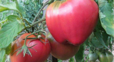 Charakteristika a popis odrůdy rajčat batianya, její výnos
