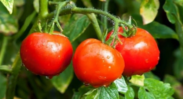 Charakteristika a popis odrůdy rajčatové bílé náplně, výnos a pěstování