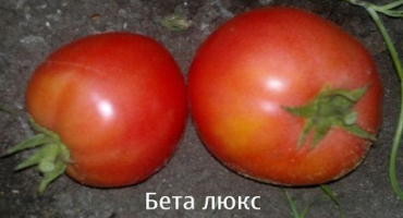 Charakteristika a popis odrůdy rajčat betalux