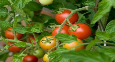 Charakteristika a popis odrůdy rajčete betta