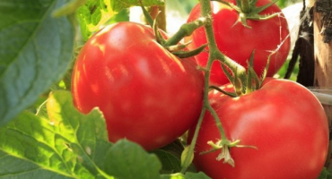 Charakteristika a popis odrůdy rajčat hovězí maso, jeho výtěžnost