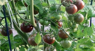 Charakteristika a popis odrůdy rajčete černého, ​​výnos