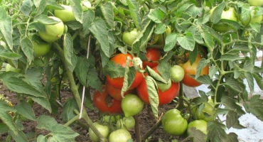 Charakteristika a popis odrůdy rajčete bobkat, její výnos