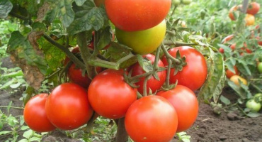 Charakteristika a popis odrůdy bojovníka rajčat (buyan), její výnos