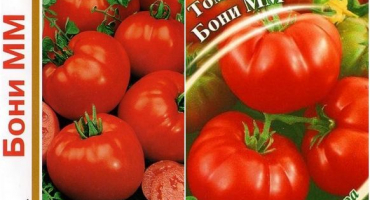 Charakteristika a popis odrůdy rajčat boni mm, její výnos