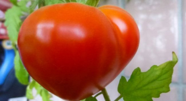 Charakteristika a popis odrůdy rajčat budenovka, její výnos