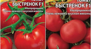 Charakteristika a popis rychle tekoucí odrůdy rajčat, její výnos