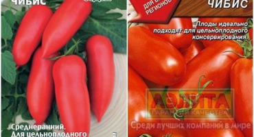 Charakteristika a popis odrůdy rajčat chibis