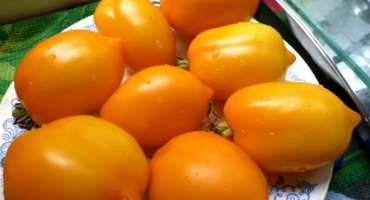 Charakteristika a popis odrůdy rajčat div světa, její výnos