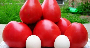 Charakteristika a popis zázraku zemské odrůdy rajčat, její výnos a pěstování