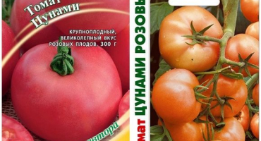 Charakteristika a popis odrůdy rajčat tsunami, její výnos