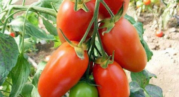 Charakteristika a popis odrůdy rajčat dámy muž