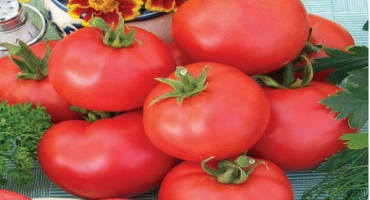 Charakteristika a popis odrůdy rajčat dar zavolzhya