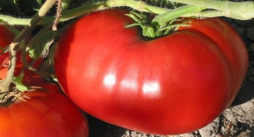 Charakteristika a popis odrůdy rajčete delicious