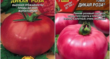 Charakteristika a popis odrůdy rajčete divoké růže, její výnos