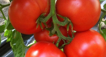 Charakteristika a popis odrůdy rajčat dobrý f1, její výnos