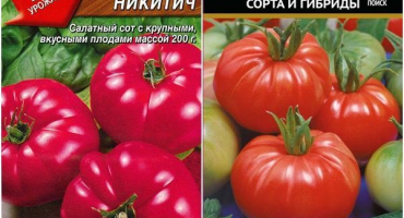 Charakteristika a popis odrůdy rajčat dobrynya nikitich