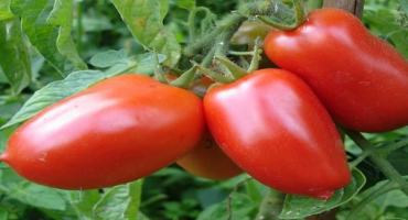 Charakteristika a popis odrůdy rajčat red dusya