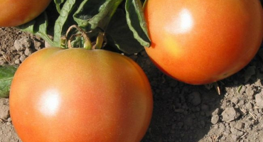 Charakteristika a popis odrůdy rajčat ekaterina velikaya f1