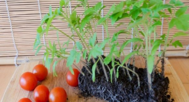 Charakteristika a popis odrůdy rajče eupator, její výnos