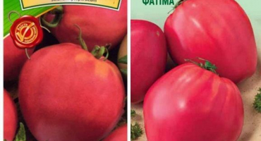 Charakteristika a popis odrůdy rajčat fatima