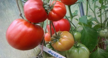 Charakteristika a popis odrůdy rajčat fidelio