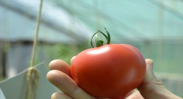 Charakteristika a popis odrůdy rajčatového fifti