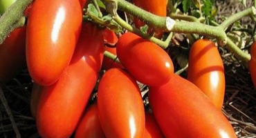 Charakteristika a popis odrůdy rajčat gazpacho, její výnos