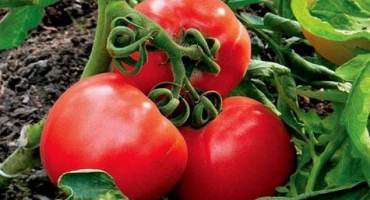 Charakteristika a popis odrůdy rajčete gilgal