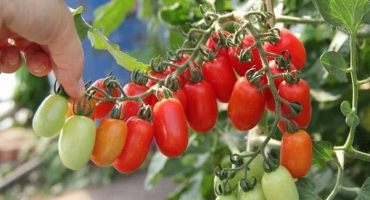 Charakteristika a popis odrůdy rajčat golitsyn, tipy pro pěstování
