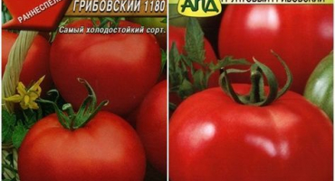 Charakteristika a popis odrůdy mletého rajčete