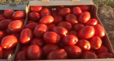 Charakteristika a popis odrůdy rajčat heinz, její výnos