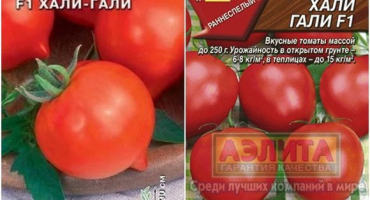 Charakteristika a popis odrůdy rajčat hali gali, její výnos