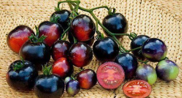 Charakteristika a popis odrůdy rajčete indigové růže