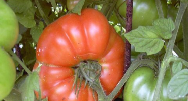 Charakteristika a popis španělské obří odrůdy rajčat, její výnos