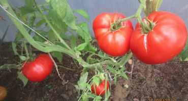 Charakteristika a popis obří odrůdy rajčat, její výnos