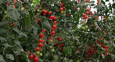 Charakteristika a popis odrůdy rozinek rajčat, recenze a výnos