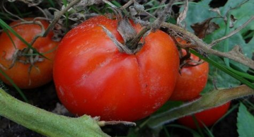 Charakteristika a popis odrůdy rajčete canopus, výnos