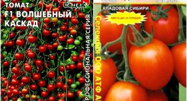 Charakteristika a popis kaskády odrůd rajčat, její výnos